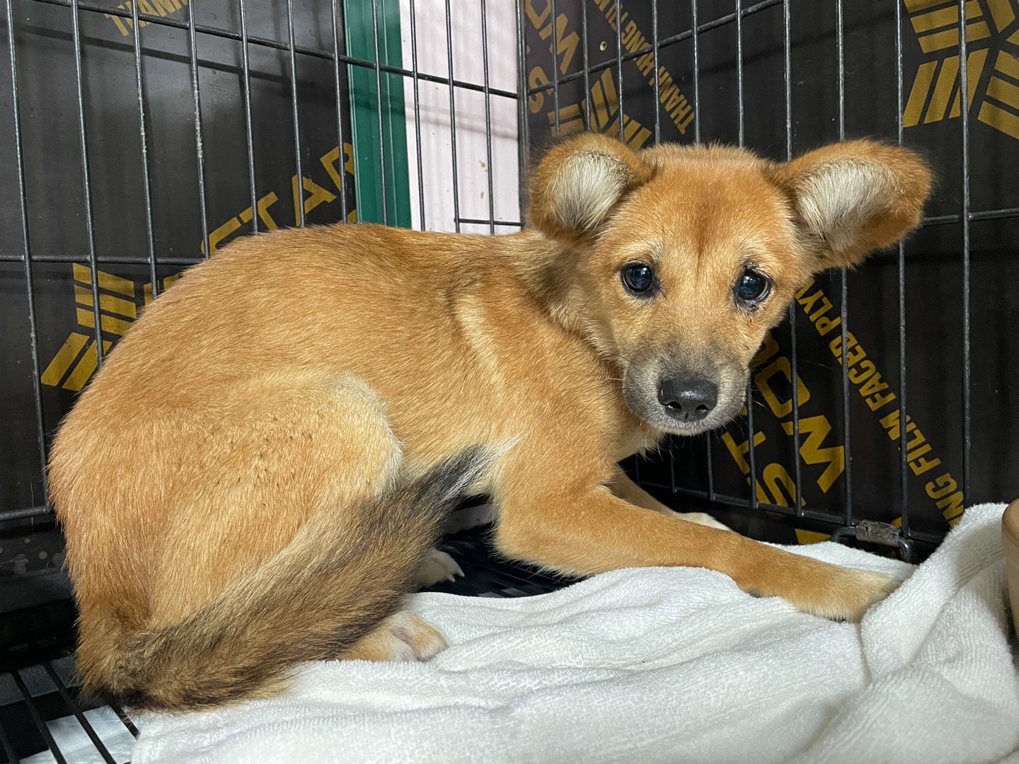 밀양시 동물보호센터_448536202500898